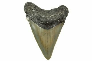 Serrated, Juvenile Megalodon Tooth - North Carolina #363697