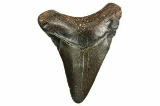 Juvenile Megalodon Tooth - North Carolina #363698
