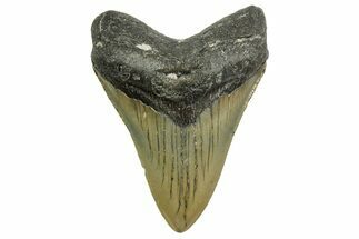Fossil Megalodon Tooth - North Carolina #363709