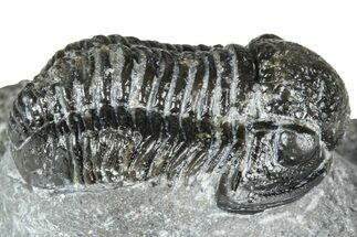 Detailed Gerastos Trilobite Fossil - Morocco #363943