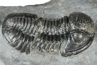 Detailed Gerastos Trilobite Fossil - Morocco #363944