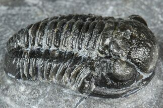 Detailed Gerastos Trilobite Fossil - Morocco #363947