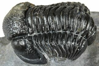 Detailed Gerastos Trilobite Fossil - Morocco #363950