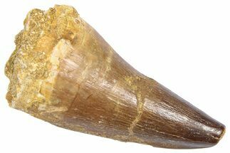 Fossil Prognathodontid Mosasaur Tooth - Morocco #364135