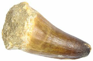 Fossil Mosasaur (Prognathodon currii) Tooth - Rare Type #364141
