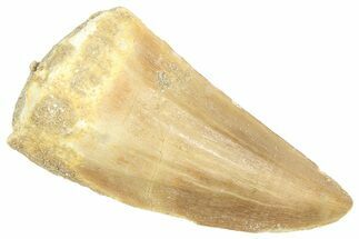 Fossil Mosasaur (Hainosaurus) Tooth - Morocco #364142