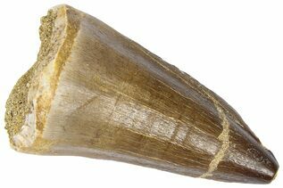 Buy Mosasaur