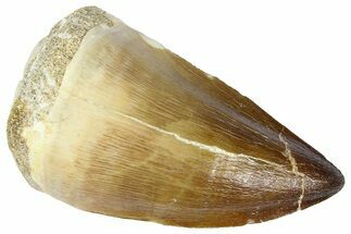 Fossil Mosasaur (Thalassotitan) Tooth - Morocco #364170