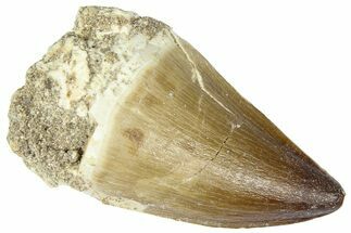 Fossil Mosasaur (Thalassotitan) Tooth - Morocco #364172