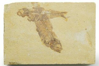 Limestone with Two Fossil Fish (Knightia) - Wyoming #363818