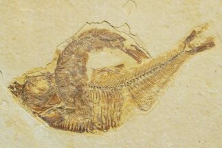 Slab With Two Fossil Fish (Diplomystus & Knightia) - Wyoming #363820