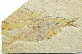 Limestone with Four Fossil Fish (Knightia) - Wyoming #363824