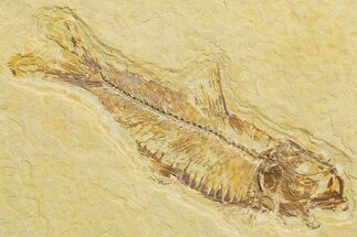 Detailed Fossil Fish (Knightia) - Wyoming #363879