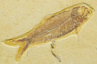 Detailed Fossil Fish (Knightia) With Coprolite - Wyoming #363880