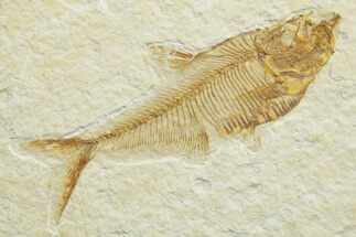 Detailed Fossil Fish (Diplomystus) - Wyoming #363911