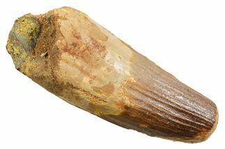 Fossil Spinosaurus Tooth - Robust Tooth #362831