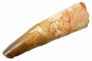 Fossil Spinosaurus Tooth - Feeding Worn Tip #362841