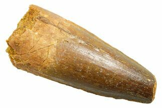 Fossil Spinosaurus Tooth - Feeding Worn Tip #362915