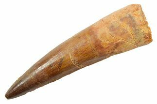 Fossil Spinosaurus Tooth - Real Dinosaur Tooth #362921