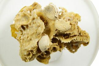 Miniature Fossil Cluster (Ammonites, Bivalves) - France #364251