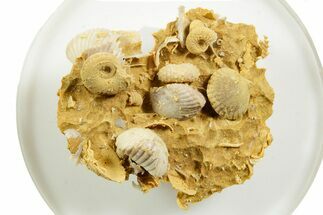 Miniature Fossil Cluster (Ammonites, Brachiopods) - France #364253