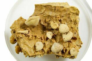 Miniature Fossil Cluster (Ammonites, Bivalves) - France #364254
