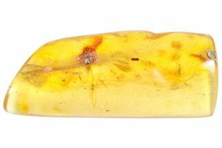 Polished Colombian Copal ( g) - Contains Insects! #364293