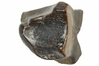 Fossil Triceratops Shed Tooth - Wyoming #364317
