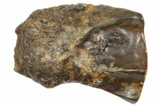 Fossil Triceratops Shed Tooth - Wyoming #364328