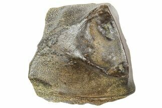 Fossil Triceratops Shed Tooth - Wyoming #364333