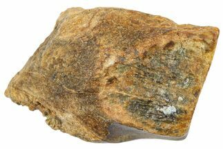 Fossil Triceratops Shed Tooth - Wyoming #364338