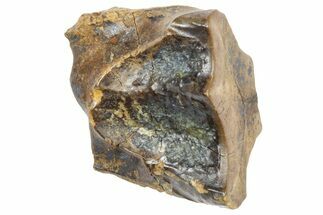 Fossil Triceratops Shed Tooth - Wyoming #364344