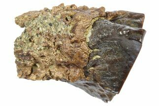Fossil Triceratops Shed Tooth - Wyoming #364347