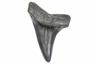 Fossil White Shark Tooth - South Carolina #364383