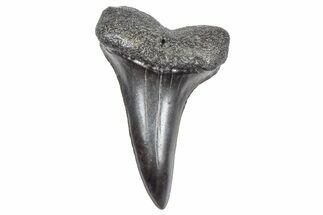 Fossil White Shark Tooth - South Carolina #364398
