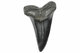 Fossil White Shark Tooth - South Carolina #364409