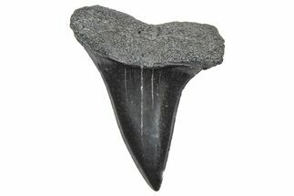 Fossil White Shark Tooth - South Carolina #364421