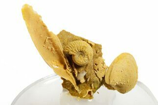 Miniature Fossil Cluster (Ammonites & Bivalves) - France #364248