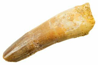 Fossil Spinosaurus Tooth - Feeding Worn Tooth #364207