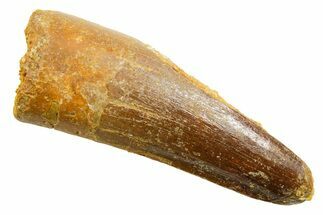 Fossil Spinosaurus Tooth - Feeding Worn Tooth #364210