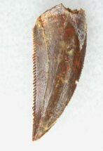 Nice Raptor Tooth From Morocco - #19259