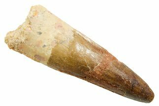 Fossil Spinosaurus Tooth - Feeding Worn Tooth #364213