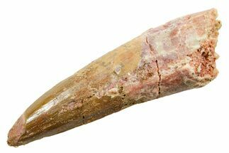 Fossil Spinosaurus Tooth - Feeding Worn Tooth #364216