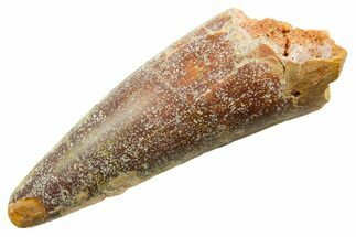Fossil Spinosaurus Tooth - Feeding Worn Tooth #364222