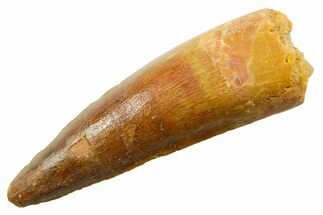 Fossil Spinosaurus Tooth - Real Dinosaur Tooth #364225