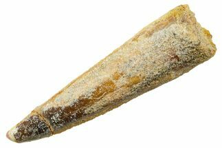 Fossil Spinosaurus Tooth - Real Dinosaur Tooth #364233