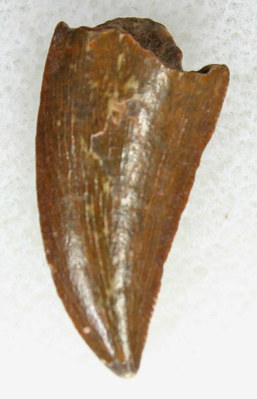 raptor tooth fossil