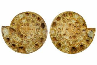 Cut & Polished Jurassic Ammonite (Perisphinctes) Fossil #364176