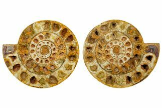 Cut & Polished Jurassic Ammonite (Perisphinctes) Fossil #364177