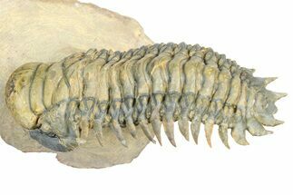 Flying Crotalocephalina Trilobite - Atchana, Morocco #359219